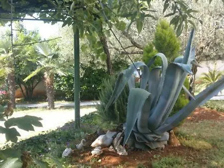 Margerita